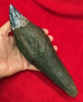 Livyatan melvillei Sperm Whale Tooth, adult & baby