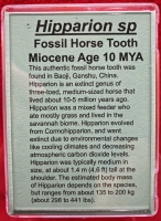 Hipparion Horse Tooth (example) In Acrylic Display Case