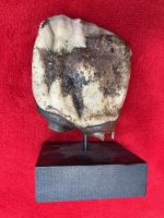 Fine Authentic Woolly Rhino Tooth Crown (Coelodonta antiquitatis), Siberia