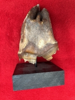 Fine Authentic Woolly Rhino Tooth Crown (Coelodonta antiquitatis), Siberia