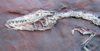 Coelophysis, skeleton