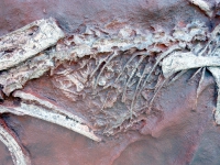 Coelophysis, skeleton