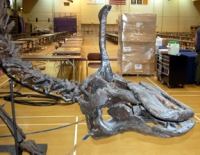 Tsintaosaurus  complete skeleton replica rental