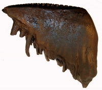 Mammuthus primigenius woolly mammoth tooth