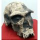 Homo habilis, early human skull