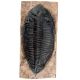 Dalmanites perdue, Trilobite