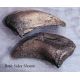 Camarasaurus Toe Claw, Jurassic