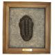 Drotops megalomanicus, trilobite, fossils as art