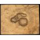 Palaeopython, fossil snake, 15 inch