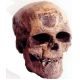 Cro-Magnon Skull, Home sapiens