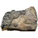 Edmontosaurus dinosaur tibia with skin