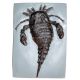 Eurypterid