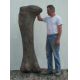 Apatosaurus, femur