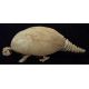 Glyptodont clavipes, skeleton, 9 feet long