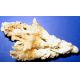 Aragonite Crystal Collection