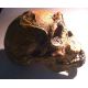 Homo ergaster, skull sculpture of  KNM-ER 3733