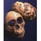 Australopithecus africanus, Taung child skull with brain endocast