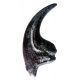 Allosaurus fragilis, claw of hand