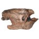 Eremotherium mirabile, (Megatherium) giant ground sloth skull