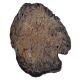 Triceratops hoof/toe bone