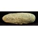 Dinosaur Egg, theropod