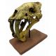 Eumilus, saber tooth cat skull