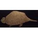 Glyptodont Skeleton