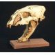 Machairodus giganteus, saber-toothed cat