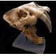 Smilodon populator, saber-toothed cat skull