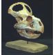 Protoceratops andrewsi, medium skull