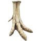 Tarbosaurus bataar, foot