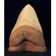 Carcharocles megalodon, shark tooth