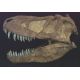 Tarbosaurus bataar, skull 