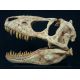 Teratophoneus curriei, Jevenile Tyrannosaur Skull