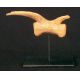 Utahraptor ostrommaysorum, tail vertebra