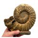 Prionocyclus wyomingensis, ammonite