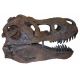 Tinker the Juvenile Tyrannosaurus rex, skull