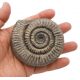 Dactylioceras commune, ammonite