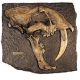 Smilodon fatalis Skull Profile Plaque