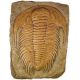 Acadoparadoxides, Giant Trilobite