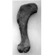 Allosaurus, humerus bone