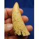 Tyrannosaurus rex, tooth with serrations