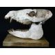 Perchoerus, peccary skull