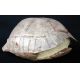 Stylemys nebrascensis, turtle