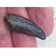 Juvenile Tyrannosaurus rex, Authentic Dinosaur, 1.38 Inch Tooth