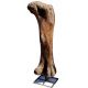 Apatosaurus, femur on stand