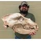 Ursus spelaeus, Cave Bear Skull & Lower Jaws