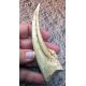 Struthiomimus Hand Claw