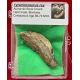 Authentic Tyrannosaurus rex Bone in Acrylic Display Case