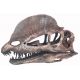 Dilophosaurus 3D printed adult skull